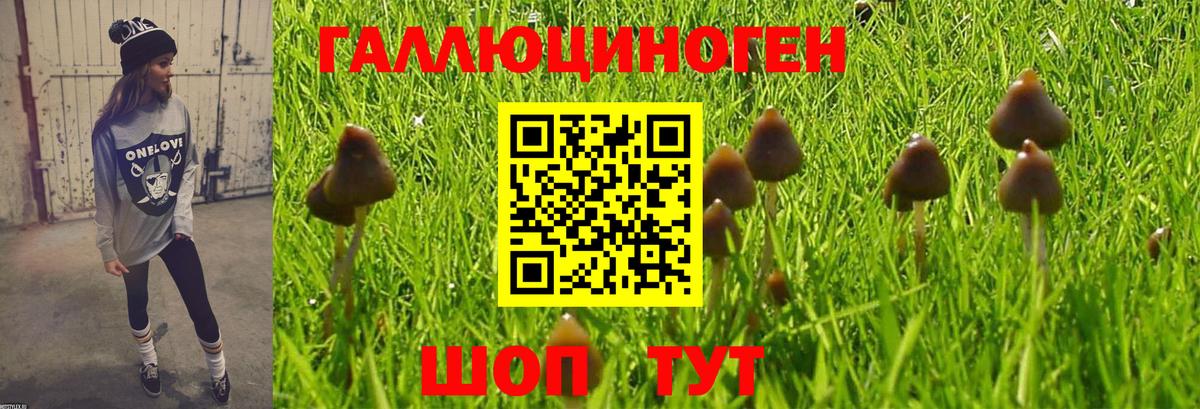 Горно-Алтайск  Псилоцибиновые грибы Cubensis  Вход с VPN  Псилоцибиновые грибы Cubensis 